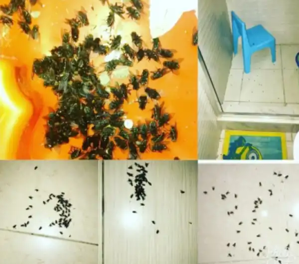 "Spiritual Battles, Witches & Wizards": 1000 Flies In Actress Tonto Dikeh